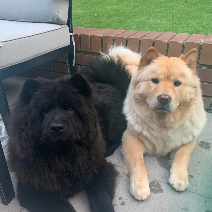 thesmithchows