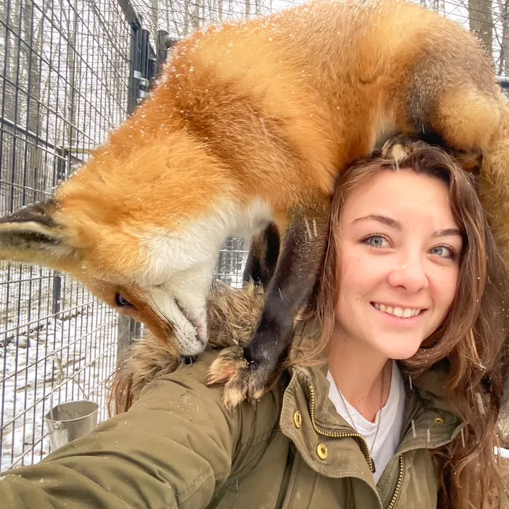 arcticfoxdaily