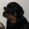 rottweiler_rocky_