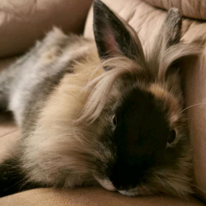 @bellethebunny2.0andcoco
