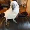 busterrthecockatoo