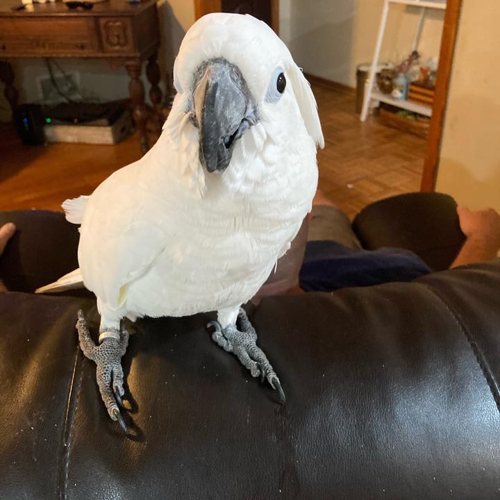 @busterrthecockatoo - Buster the cockatoo