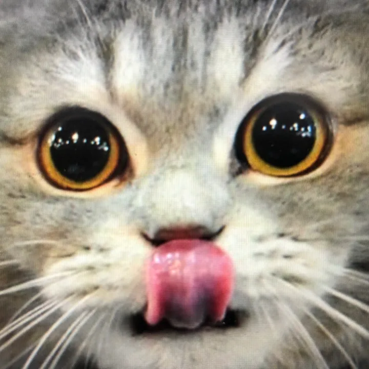 @pet_babylover188 - Pet_babylover188