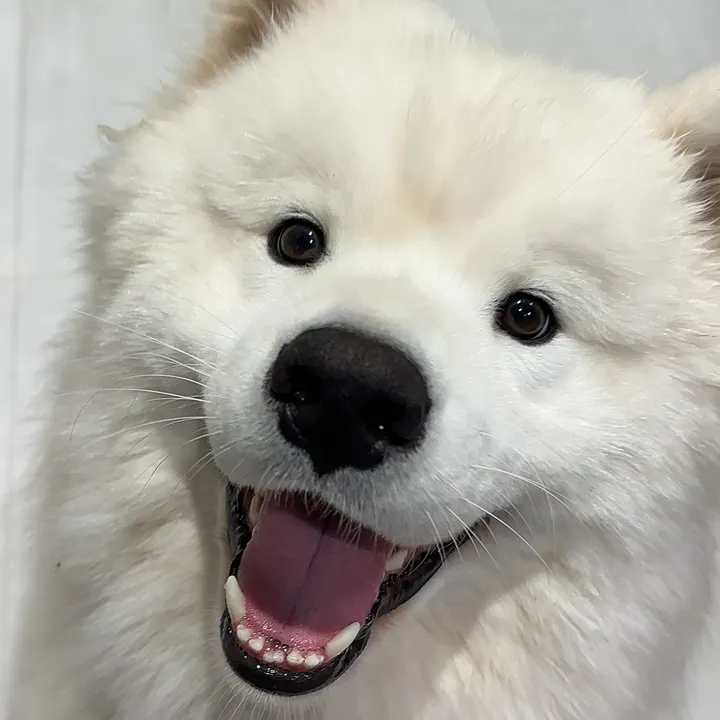 @mangothesammy