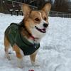 monarch_the_corgi