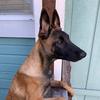 kala_the_malinois