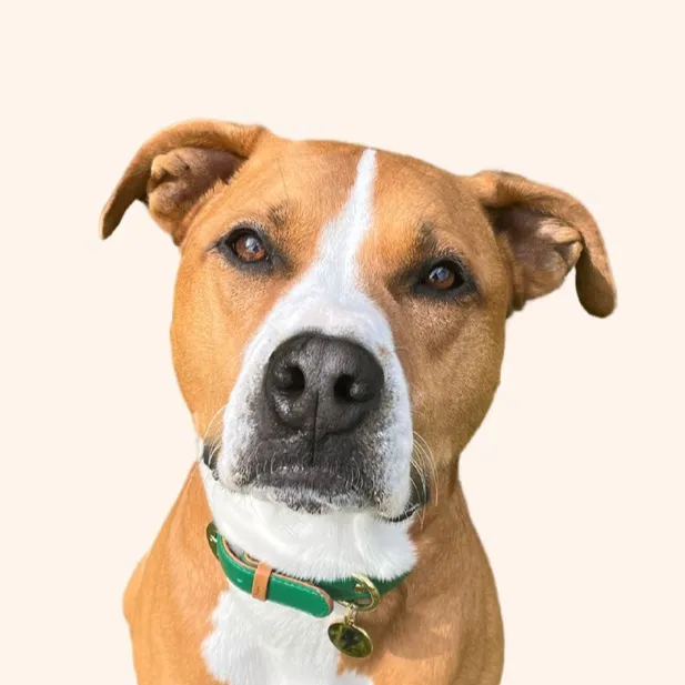 @harveytherescue