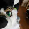 ryker_mutt