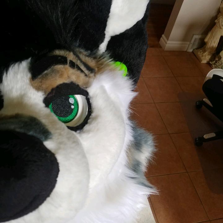 @ryker_mutt