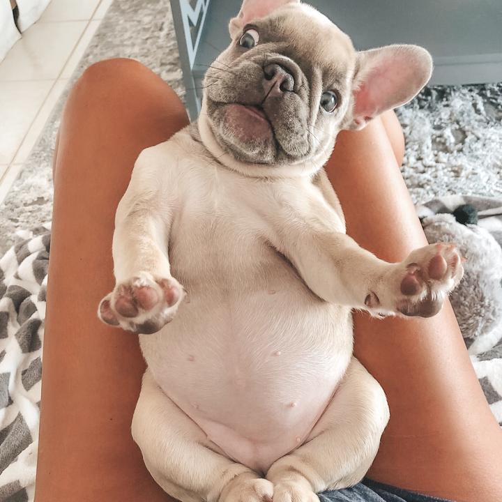 @luluthelilacfrenchie