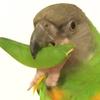p_isforparrot