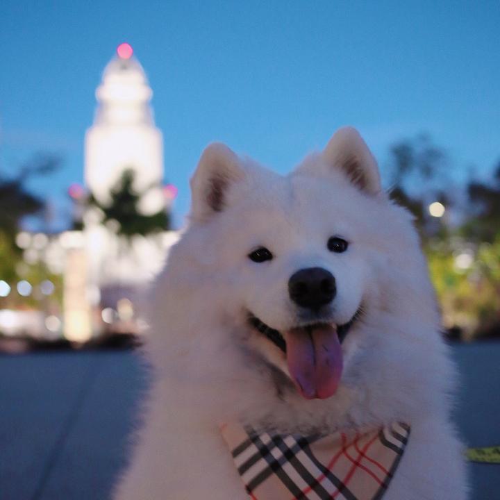 @polarbearsamoyed - Polar the Samoyed