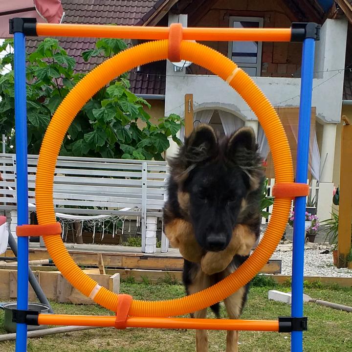 @_dog_jump_training_