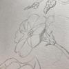 alice.dessine