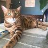 kinksthebengal