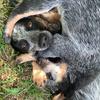 blueheelermania