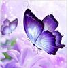 a_beautiful_butterfly
