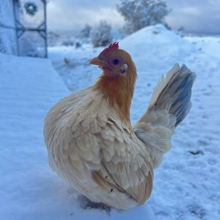 simplychickensofficial