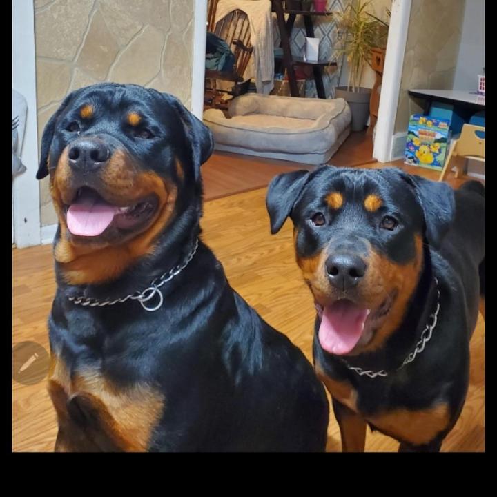 🦄 @vonfreitasrotties - Freitas Rottweilers