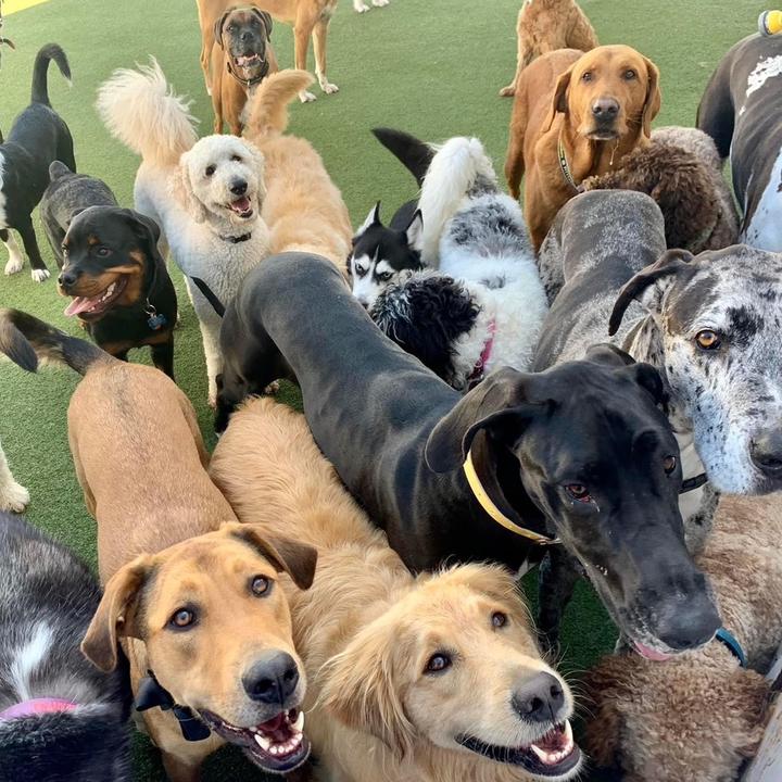 🦄 boxersbedandbiscuits Boxers TikTok