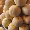 kemplingmelon