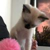 holakitty