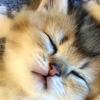 meow1.00
