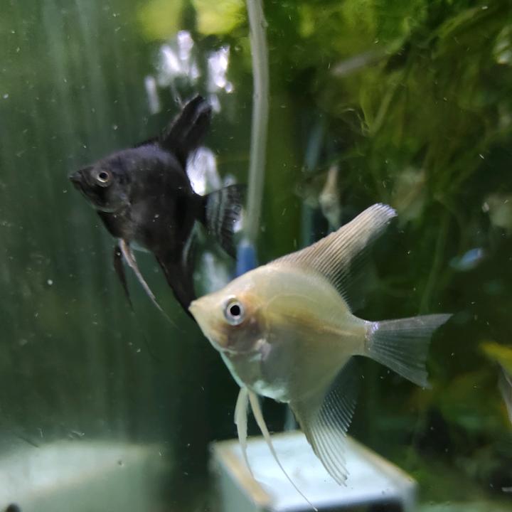 🦄 @aquariumfarm - Акваріумна ферма - TikTok
