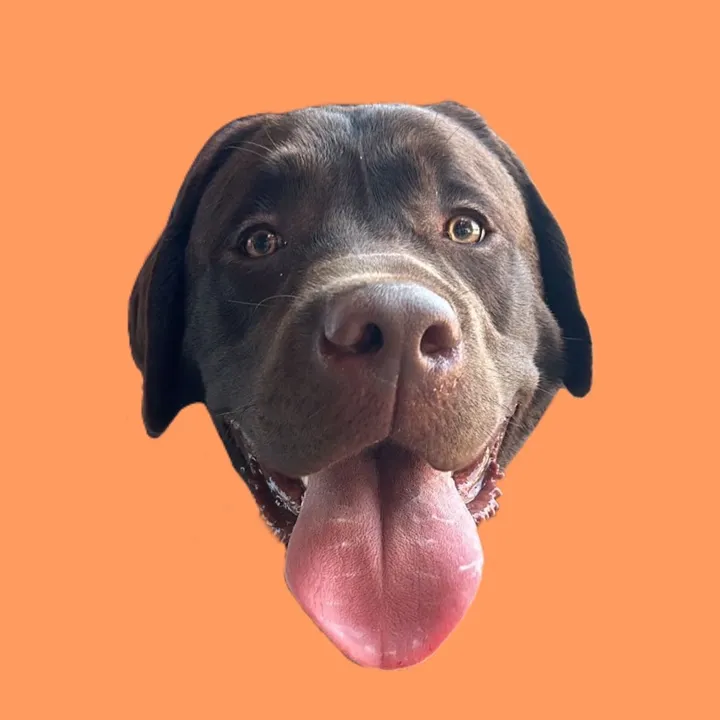 @the.lab.woody - The Lab Woody