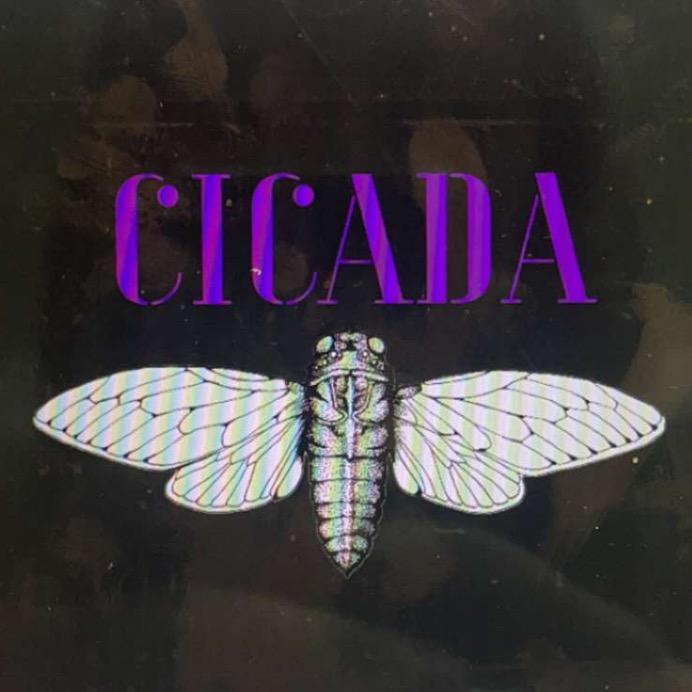 Cicadas 2024 Trending Songs Taffy Wandie