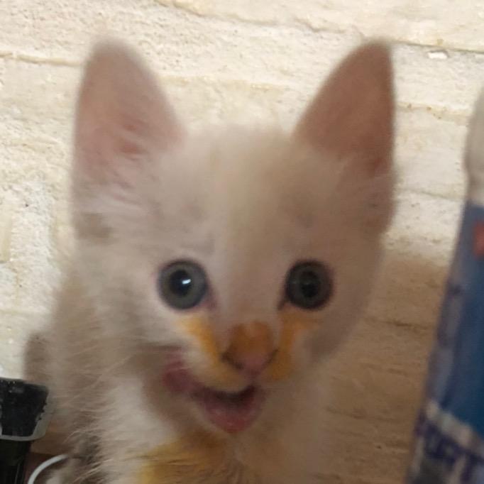 🦄 @miincho - miinnchho - TikTok