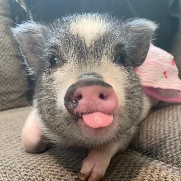 @_willow_the_pig_