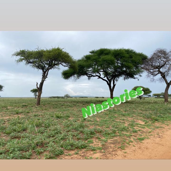 @niastories7
