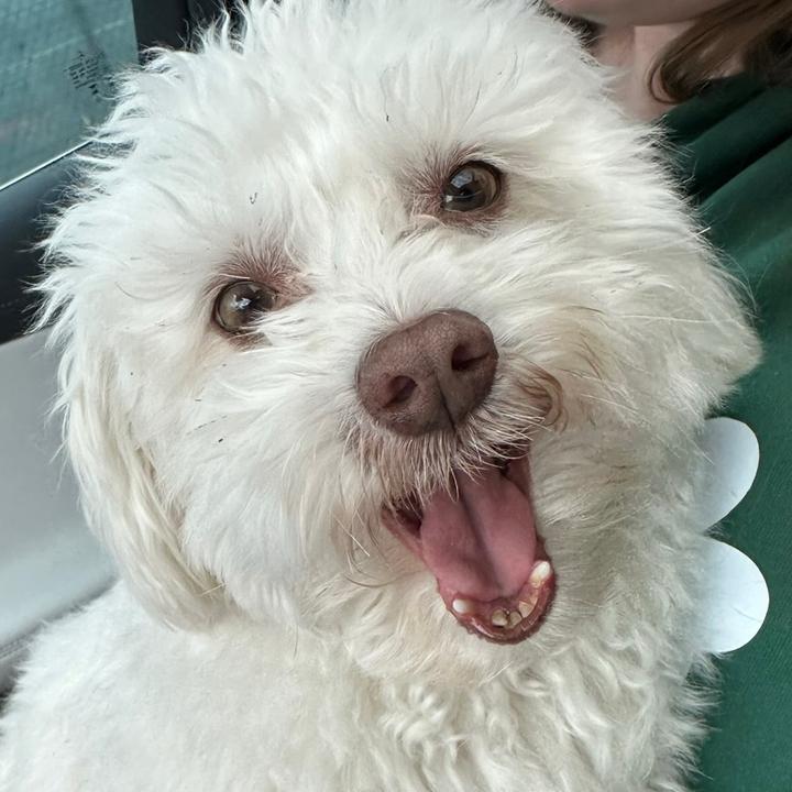 🦄 @meggyeggo - Mommy - TikTok