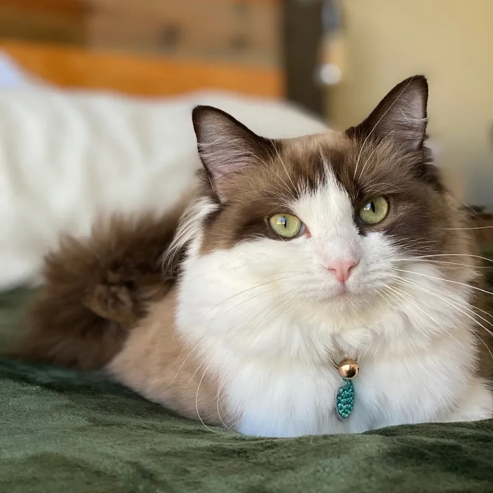 @meredith.ragdoll