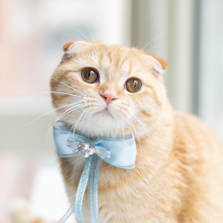 🦄 spongecake_cats Spongecake_Mocha_Donut TikTok