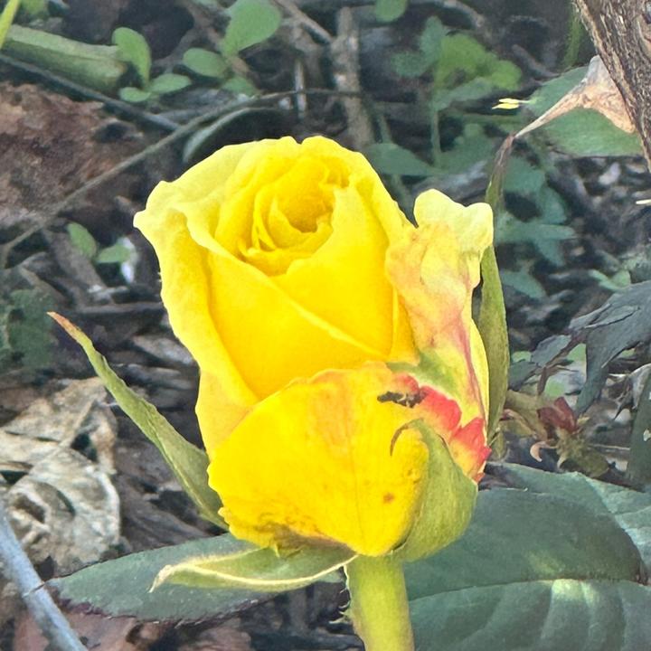 @als378