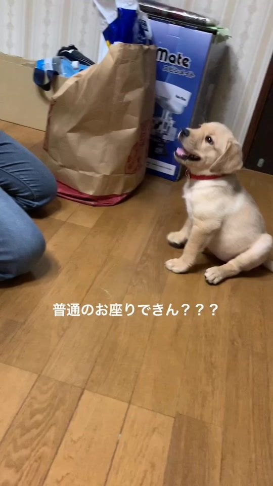 TikTok video thumbnail by koro04070