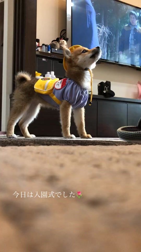 TikTok video thumbnail by sabostagram_19