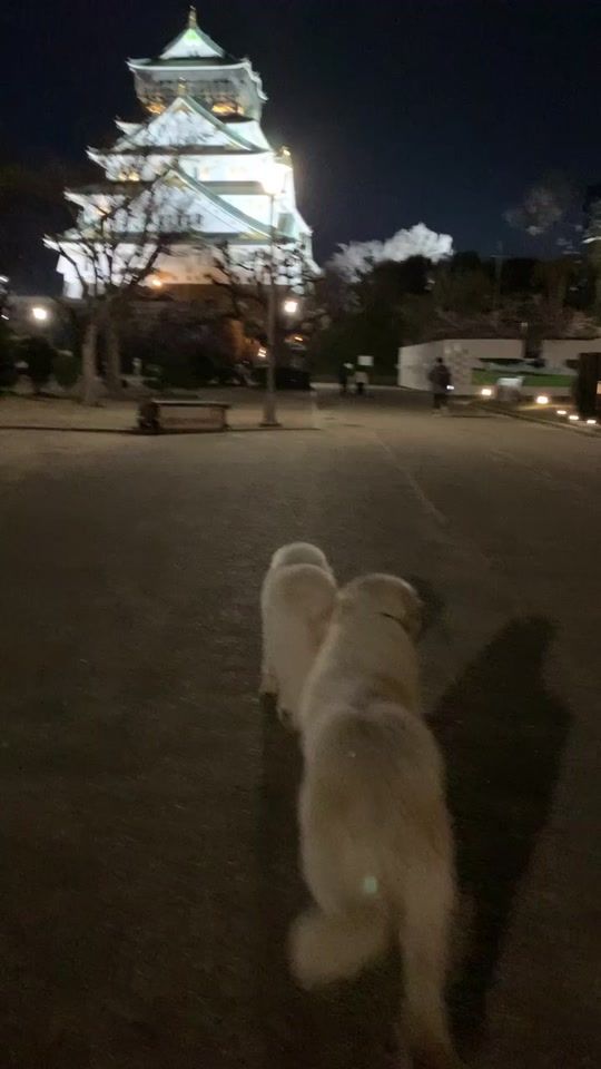 TikTok video thumbnail by _scanta_3.14_