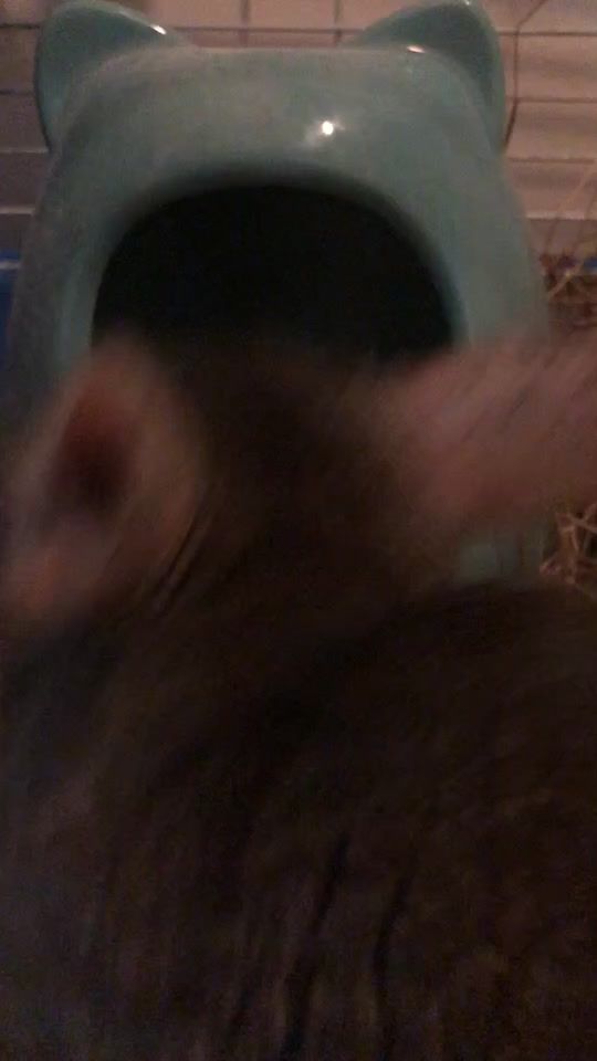 TikTok video thumbnail by chayapacapybara3