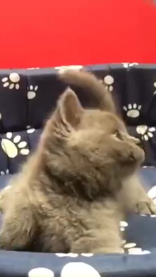 TikTok video thumbnail by arielfann85