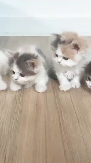 TikTok video thumbnail by chermarn_cattery