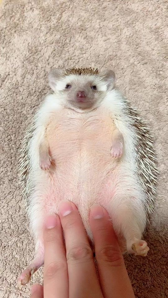 TikTok video thumbnail by grisgra