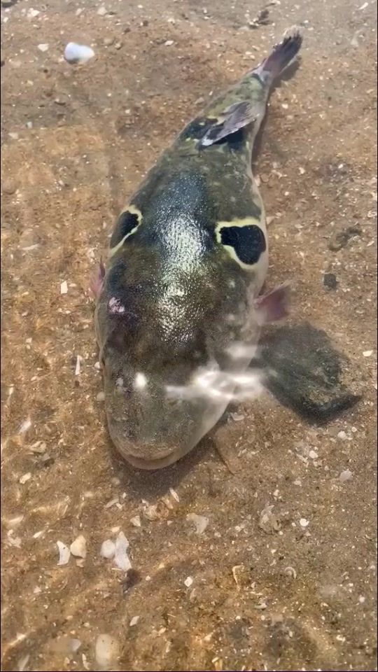 TikTok video thumbnail by yeubien