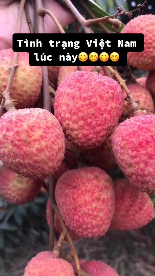 TikTok video thumbnail by haixg123