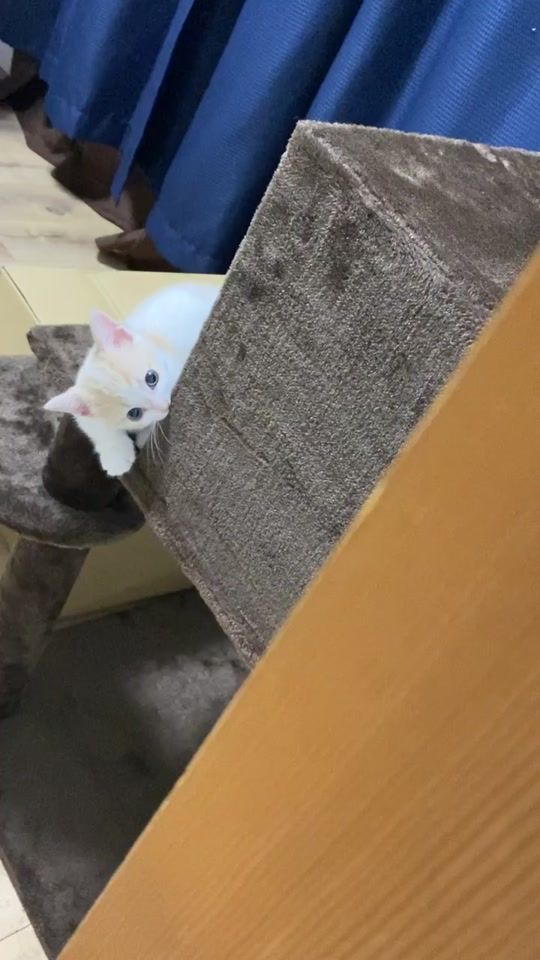 TikTok video thumbnail by himachan0503