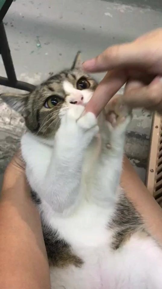TikTok video thumbnail by genie0914