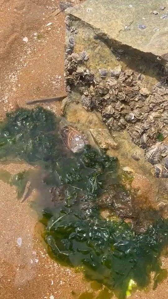 TikTok video thumbnail by yeubien