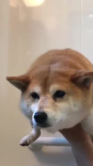TikTok video thumbnail by trungcut.4